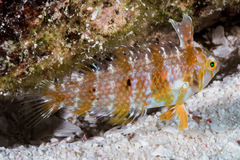 Xyrichtys splendens