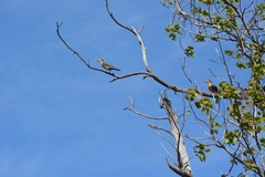 Colaptes campestris campestroides