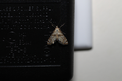 Petrophila canadensis