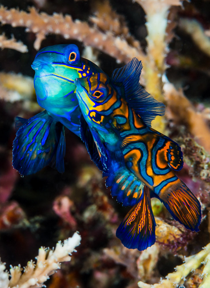 Mandarinfish (Synchiropus splendidus) — Callionymidae