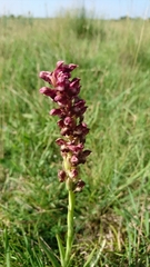 Anacamptis coriophora