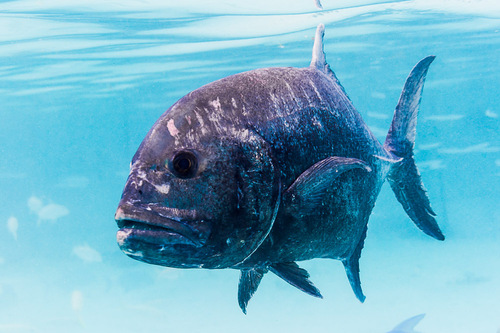 Giant Trevally