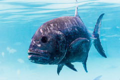 Caranx ignobilis