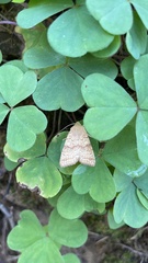 Tetracis jubararia