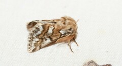 Thaumetopoea herculeana