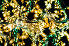 Tridacna