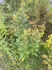 Lysimachia vulgaris