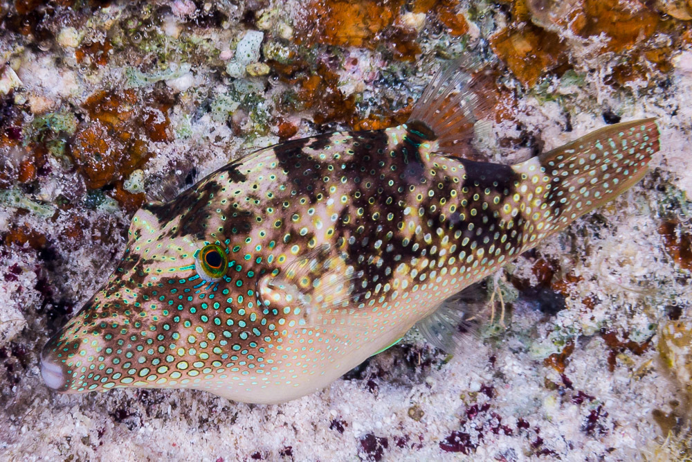 Pufferfish (Canthigaster margaritata) — Tetraodontidae