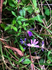 Scaevola albida