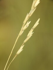 Sporobolus rigidus magnus