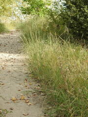 Sporobolus rigidus magnus