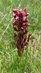 Anacamptis coriophora