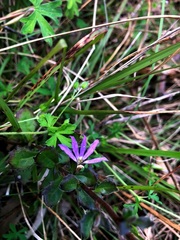 Scaevola albida