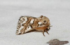 Thaumetopoea herculeana