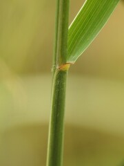 Sporobolus rigidus magnus