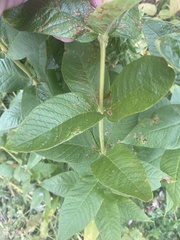 Lysimachia vulgaris