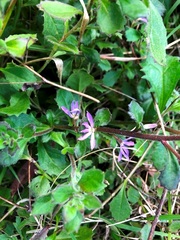 Scaevola albida