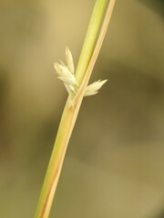 Sporobolus rigidus magnus