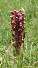 Anacamptis coriophora