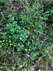 Scaevola albida