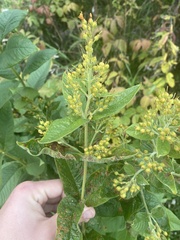 Lysimachia vulgaris