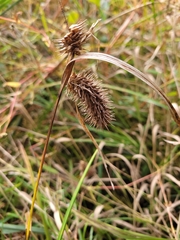 Carex lurida