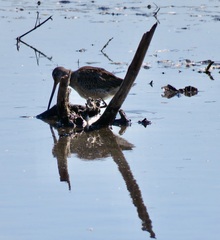 Limnodromus scolopaceus