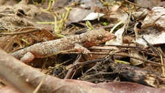 Phyllodactylus muralis