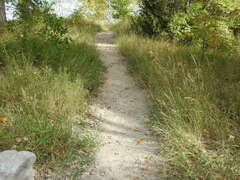 Sporobolus rigidus magnus