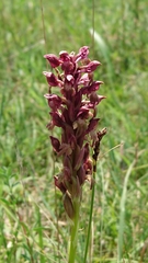 Anacamptis coriophora