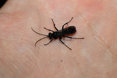 Pompilidae