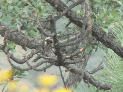Dryobates arizonae