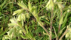 Onosma arenaria