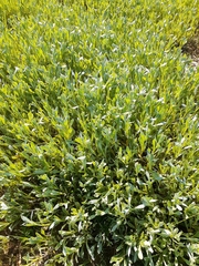 Chrysocephalum apiculatum