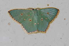 Comostola nereidaria