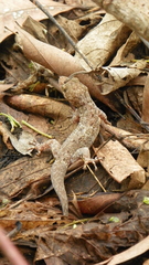 Phyllodactylus muralis