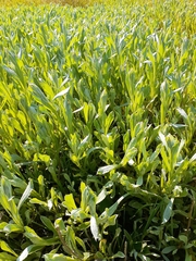 Chrysocephalum apiculatum