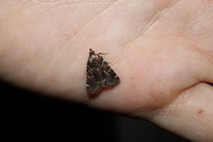 Aglossa