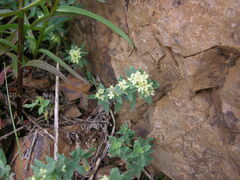 Galium serpenticum