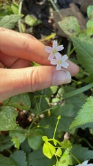 Claytonia