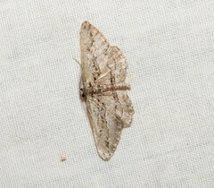 Ekboarmia atlanticaria