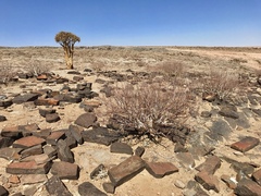 Commiphora