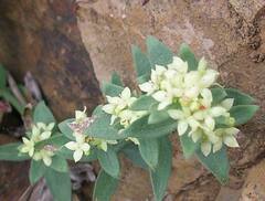Galium serpenticum
