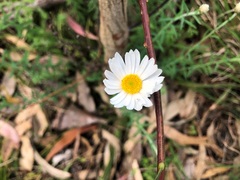 Rhodanthe anthemoides