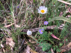 Rhodanthe anthemoides
