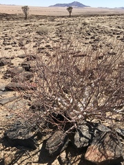 Commiphora