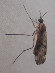 Sylvicola fenestralis