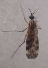 Sylvicola fenestralis