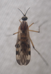 Sylvicola fenestralis