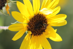 Dianthidium